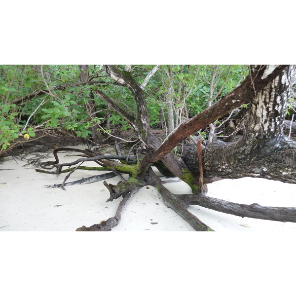 照片 塞舌尔(Seychelles) 居里厄斯岛(Curieuse) 2011-10 40