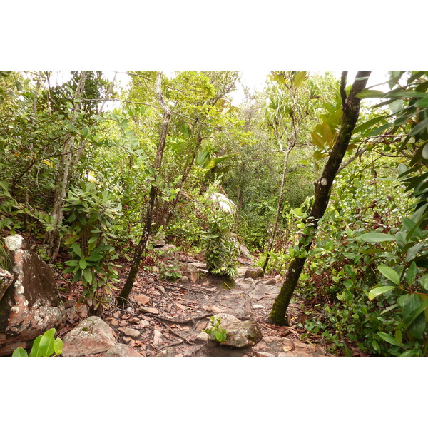 照片 塞舌尔(Seychelles) 居里厄斯岛(Curieuse) 2011-10 47