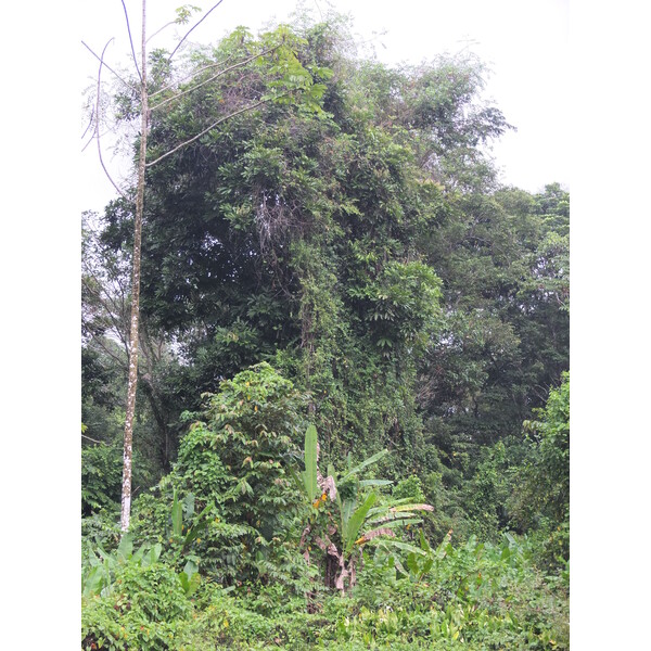照片 哥斯达黎加(Costa Rica) 塔拉曼卡旧港(Puerto Viejo de Talamanca) 2015-03 19