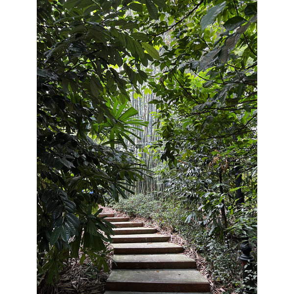 照片 新加坡(Singapore) 新加坡植物园(Singapore Botanic Gardens) 2023-01 71