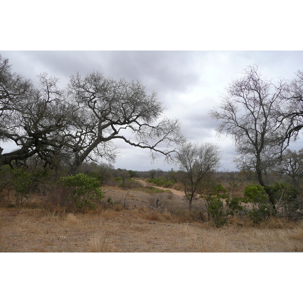 照片 南非(South Africa) 克鲁格国家公园(Kruger National Park) 2008-09 172