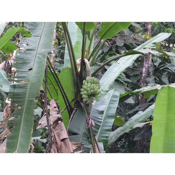 照片 哥斯达黎加(Costa Rica) 塔拉曼卡旧港(Puerto Viejo de Talamanca) 2015-03 136