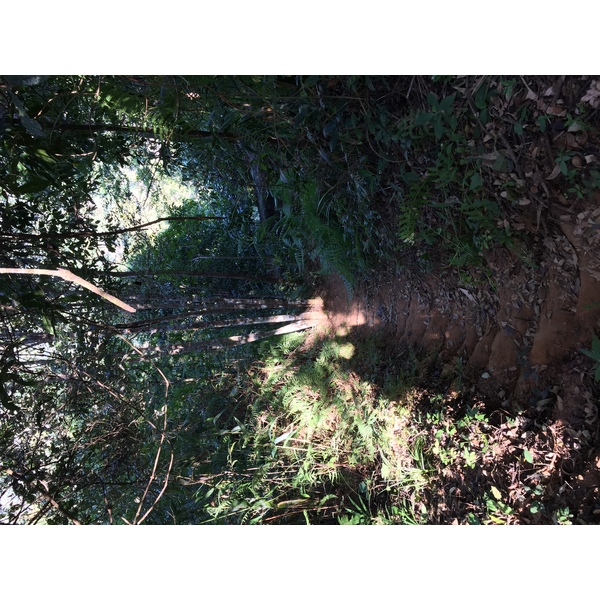 照片 泰国(Thailand) 普欣隆卡国家公园(Phu Hin Rong Kla National Park) 2014-12 277
