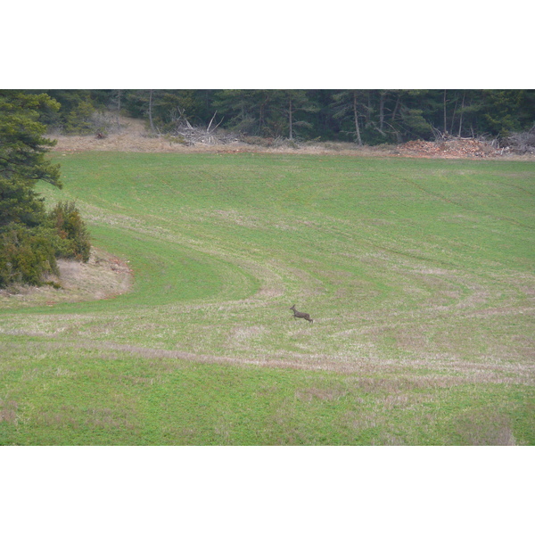 照片 法国(France) 奥布拉克(L'Aubrac) 2008-04 94