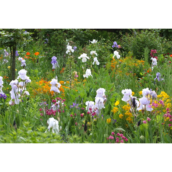 照片 法国(France) 吉维尼(Giverny) 2013-06 65