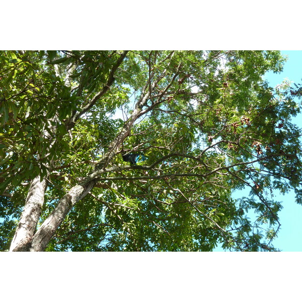 照片 塞舌尔(Seychelles) 普拉兰岛(Praslin) 2011-10 127
