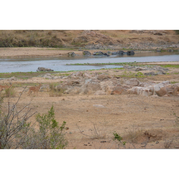 照片 南非(South Africa) 克鲁格国家公园(Kruger National Park) 鳄鱼河(Crocodile River) 2008-09 31