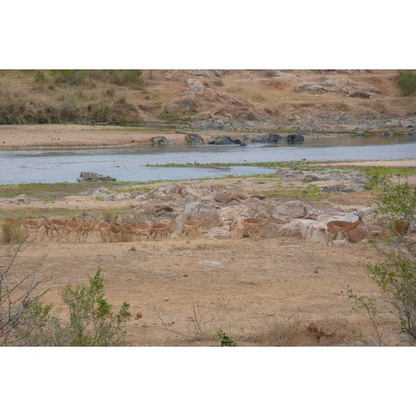 照片 南非(South Africa) 克鲁格国家公园(Kruger National Park) 鳄鱼河(Crocodile River) 2008-09 42