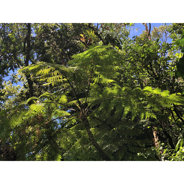 照片 瓜德罗普(Guadeloupe) 大苏弗里耶尔火山(La Grande Soufriere) 2021-02 58