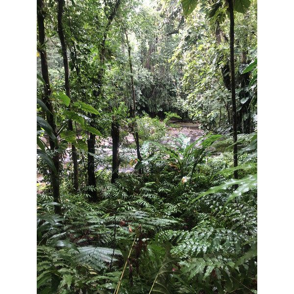 照片 瓜德罗普(Guadeloupe) 螯虾瀑布(Cascade aux ecrevisses) 2021-02 6