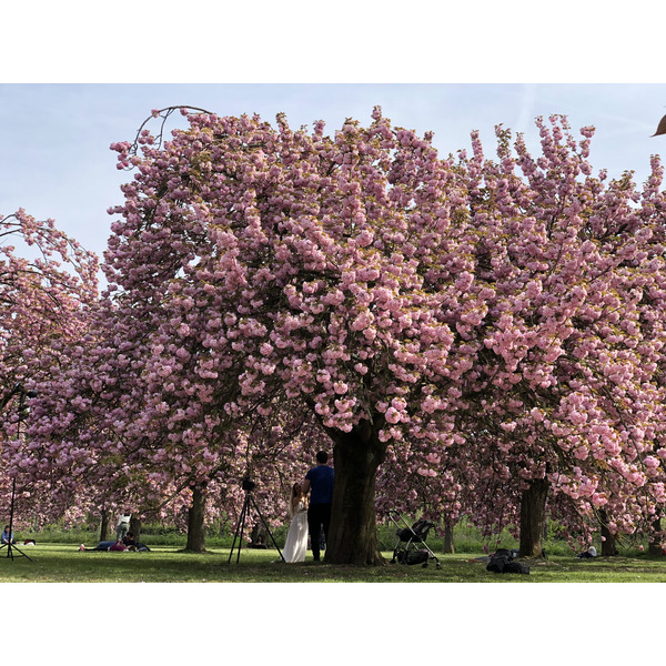 照片 法国(France) 索镇公园(Parc de Sceaux) 2019-04 31