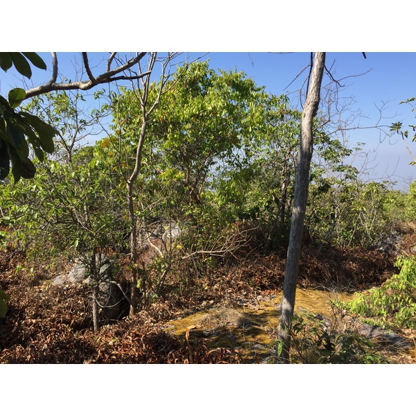 照片 泰国(Thailand) 普欣隆卡国家公园(Phu Hin Rong Kla National Park) 2014-12 350