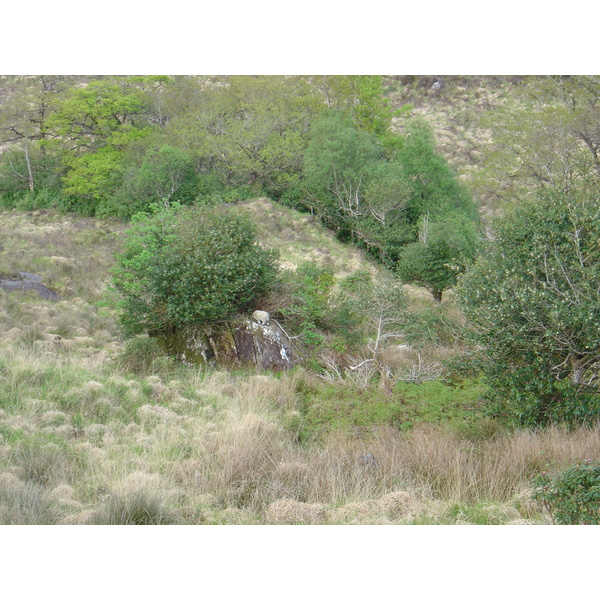 照片 爱尔兰(Ireland) 凯里郡(Kerry) 基拉尼国家公园(Killarney National Park) 2004-05 6