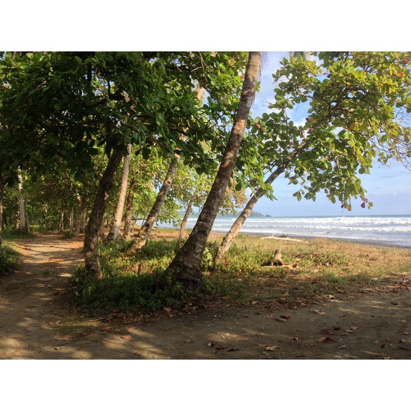 照片 哥斯达黎加(Costa Rica) 多米尼卡尔(Dominical) 2015-03 110