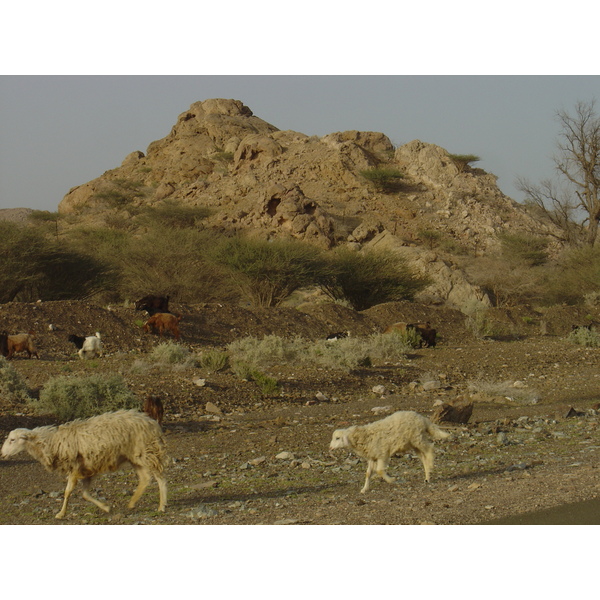 照片 阿曼(Oman) 布赖米至马哈达公路(Buraimi to Mahada road) 2005-03 30