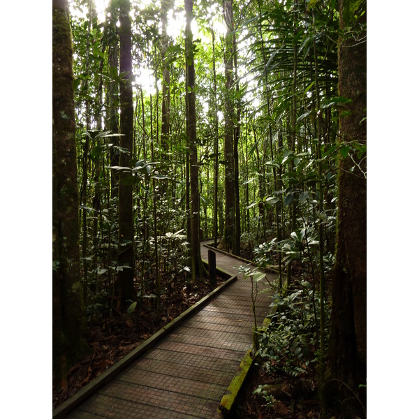 照片 新喀里多尼亚(New Caledonia) 蓝河公园(Parc de la Riviere Bleue) 大贝壳杉(Le Grand Kaori) 2010-05 34
