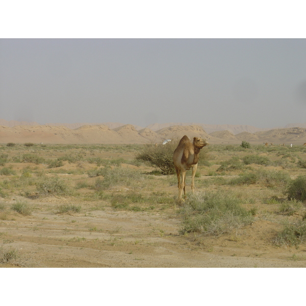照片 阿曼(Oman) 布赖米至马哈达公路(Buraimi to Mahada road) 2005-03 40