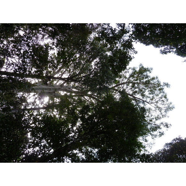 照片 新喀里多尼亚(New Caledonia) 蓝河公园(Parc de la Riviere Bleue) 大贝壳杉(Le Grand Kaori) 2010-05 42