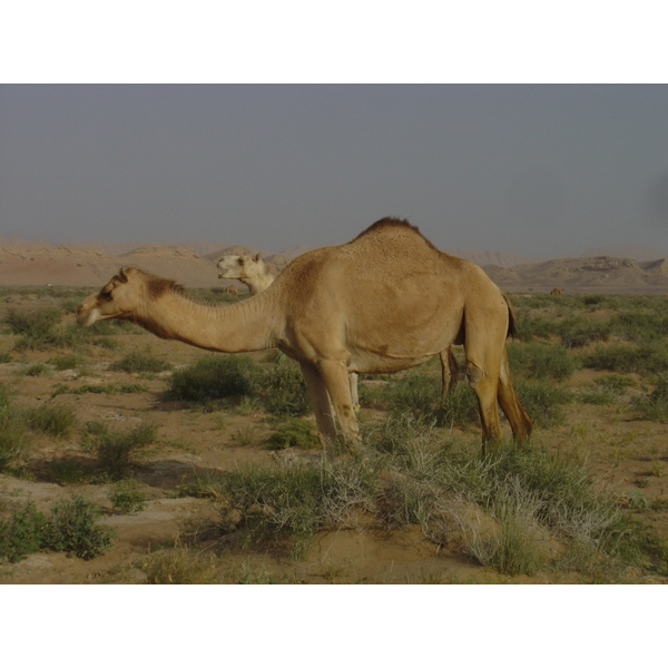 照片 阿曼(Oman) 布赖米至马哈达公路(Buraimi to Mahada road) 2005-03 31