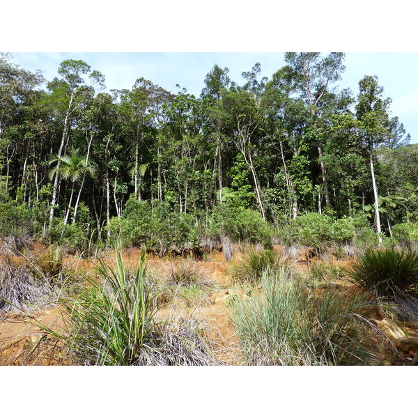 照片 新喀里多尼亚(New Caledonia) 蓝河公园(Parc de la Riviere Bleue) 2010-05 153