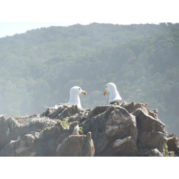 照片 南非(South Africa) 齐齐卡马国家公园(Tsitsikamma National Park) 2008-09 187