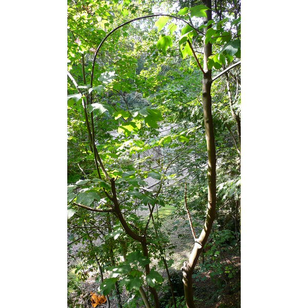 照片 法国(France) 巴黎(Paris) 肖蒙山丘公园(Parc des Buttes Chaumont) 2007-08 240