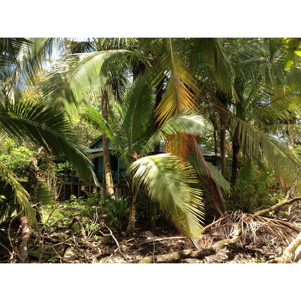 照片 哥斯达黎加(Costa Rica) 卡维塔(Cahuita) 2015-03 256