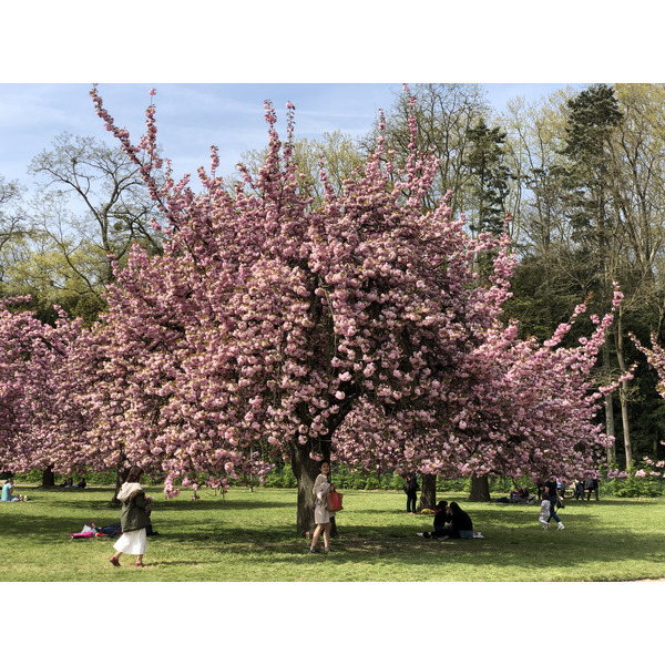 照片 法国(France) 索镇公园(Parc de Sceaux) 2019-04 25