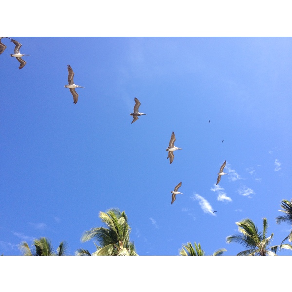 照片 哥斯达黎加(Costa Rica) 2015-03 72