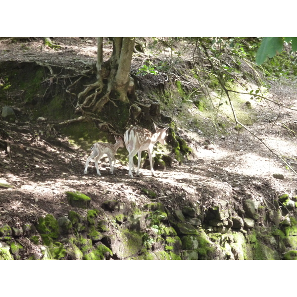 照片 意大利(Italy) 帕拉维奇诺别墅(Villa Pallavicino) 2009-06 80