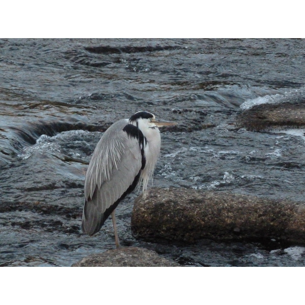照片 日本(Japan) 京都(Kyoto) 鸭川(Kamo River) 2010-06 13
