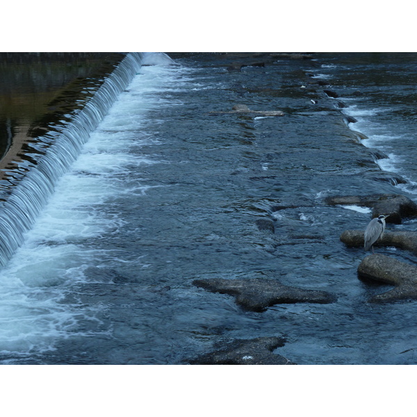照片 日本(Japan) 京都(Kyoto) 鸭川(Kamo River) 2010-06 8