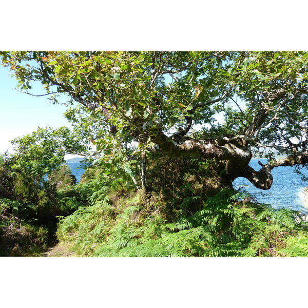 照片 英国(United Kingdom) 苏格兰(Scotland) 萨伦(Salen) 2011-07 97