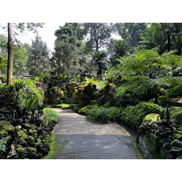 照片 新加坡(Singapore) 新加坡植物园(Singapore Botanic Gardens) 2023-01 37