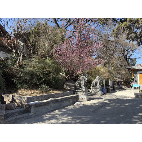 照片 中国(China) 丽江(Lijiang) 2026-01 124
