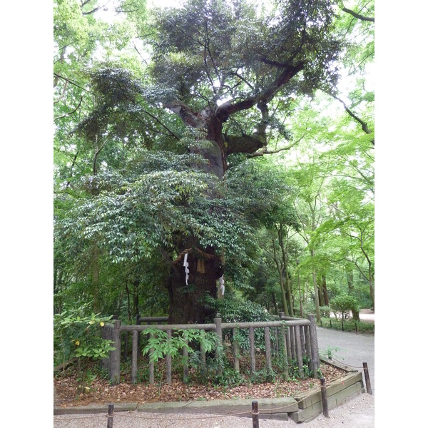 照片 日本(Japan) 京都(Kyoto) 下鸭神社(Kamomioya Shrine(Shimogamo Shrine)) 2010-06 18