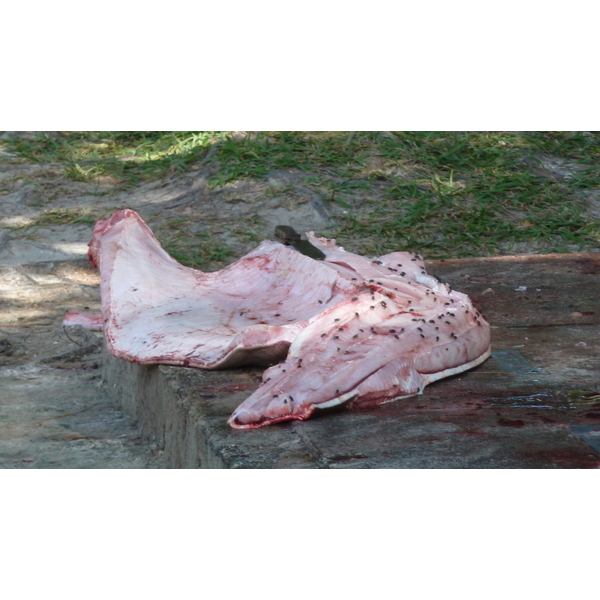 照片 塞舌尔(Seychelles) 普拉兰岛(Praslin) 2011-10 100