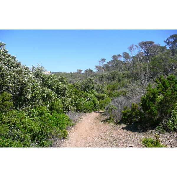 照片 法国(France) 波克罗勒岛(Porquerolles Island) 勒坎角(Pointe du Lequin) 2008-05 55