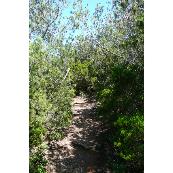 照片 法国(France) 波克罗勒岛(Porquerolles Island) 勒坎角(Pointe du Lequin) 2008-05 58