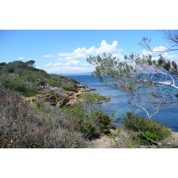 照片 法国(France) 波克罗勒岛(Porquerolles Island) 勒坎角(Pointe du Lequin) 2008-05 62
