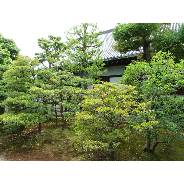 照片 日本(Japan) 京都(Kyoto) 二条城(Nijo Castle) 2010-06 32