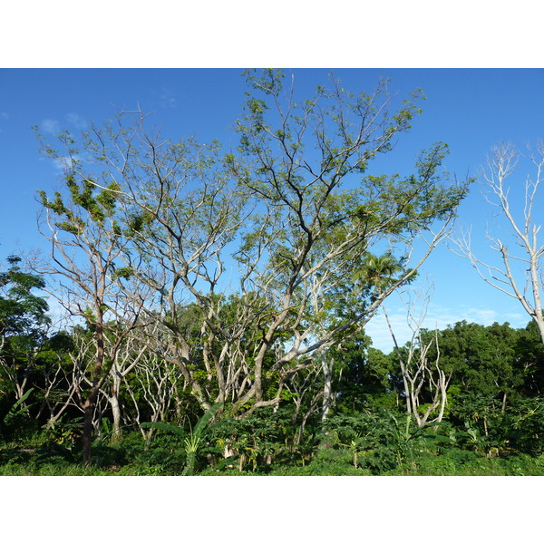 照片 斐济(Fiji) 楠迪至辛加东卡公路(Nadi to Sigatoka road) 2010-05 7