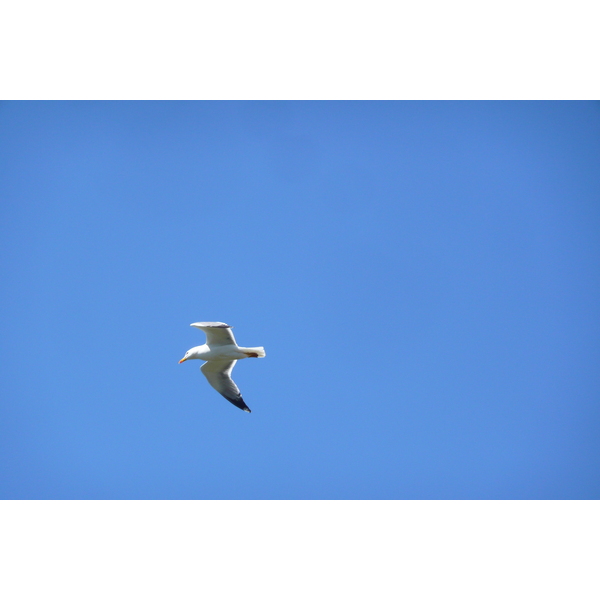 照片 法国(France) 波克罗勒岛(Porquerolles Island) 勒坎角(Pointe du Lequin) 2008-05 33
