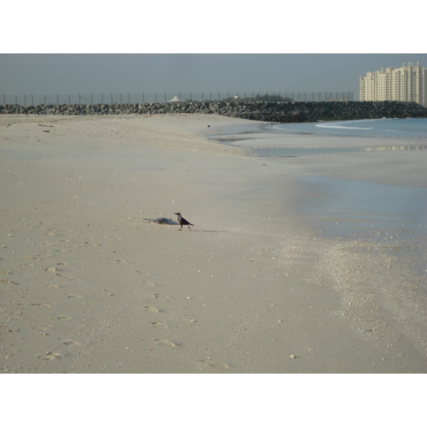 照片 阿联酋(United Arab Emirates) 迪拜(Dubai) 朱美拉海滩(Jumeirah Beach) 2007-03 33