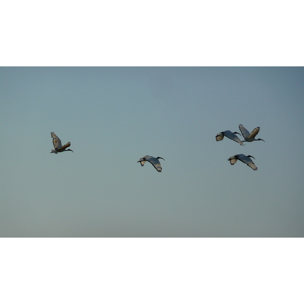 照片 法国(France) 盖朗德(Guerande) 盐田(Les marais salants) 2007-08 7