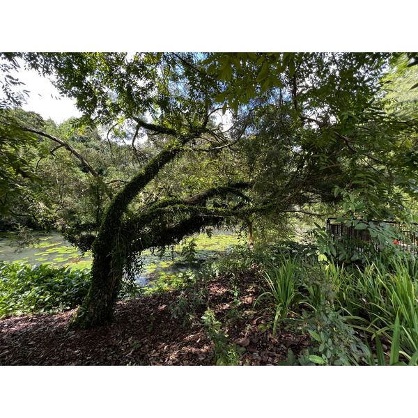 照片 新加坡(Singapore) 新加坡植物园(Singapore Botanic Gardens) 2023-01 27