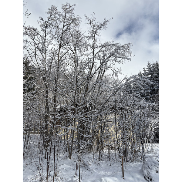 照片 法国(France) 阿尔利河畔普拉(Praz sur Arly) 2025-02 12