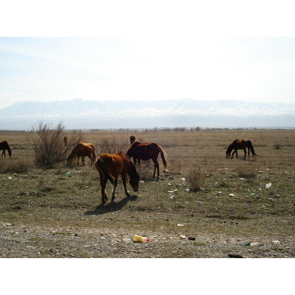 照片 哈萨克斯坦(Kazakhstan) 阿拉木图至恰伦峡谷公路(Almaty to Charyn Canyon road) 2007-03 120