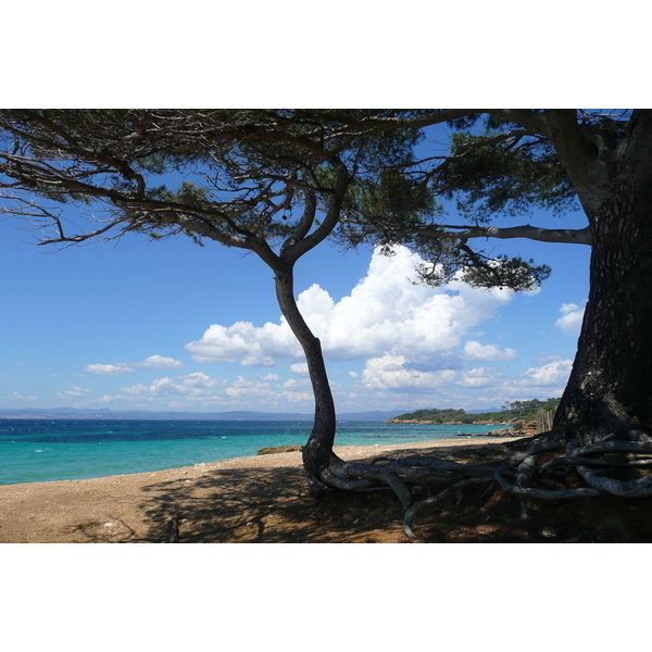 照片 法国(France) 波克罗勒岛(Porquerolles Island) 库尔塔德海滩(Courtade beach) 2008-05 1