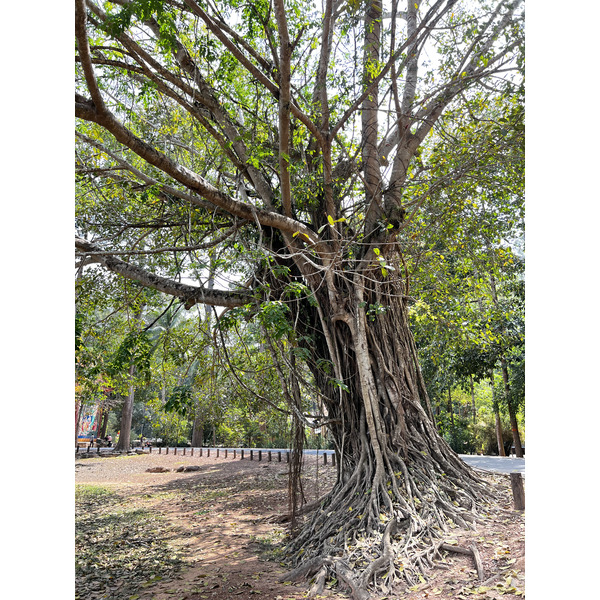 照片 柬埔寨(Cambodia) 暹粒(Siem Reap) 巴戎寺(Bayon) 2023-01 11